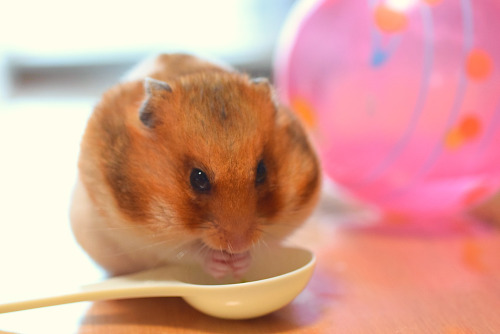"Carrie Eats A Lot "
