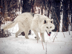 sisterofthewolves:Snow Beauty by Instinct