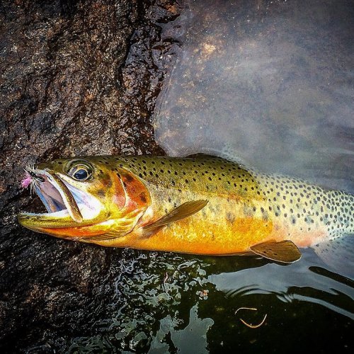 mttroutoutfitters: Took my 3 wt to the high country today & was rewarded with the most colorful 