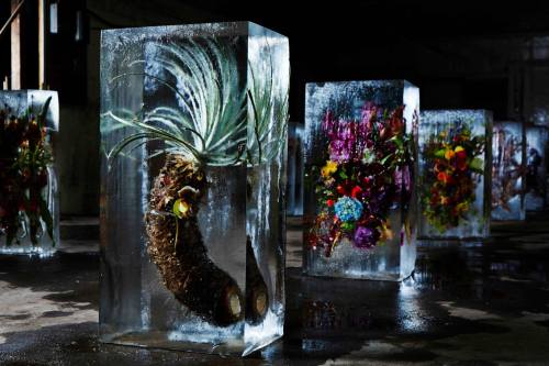 Japanese artist Azuma Makoto 東信“ICED FLOWERS”とは、花々を氷で包み込み、その中で刻まれていく命の変化を鑑賞する作品です。氷の中に存在することによって引き立て