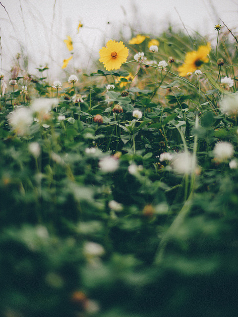 floralls:    by t*tomorrow    