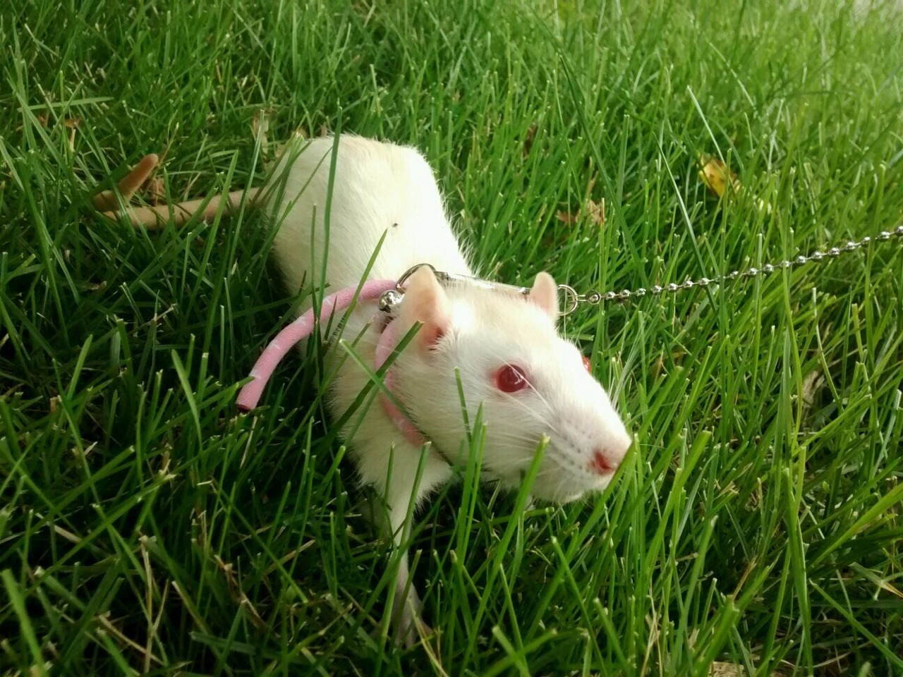 vintagehusky:  Rose on her new leash. She was able to go outside for the first time!