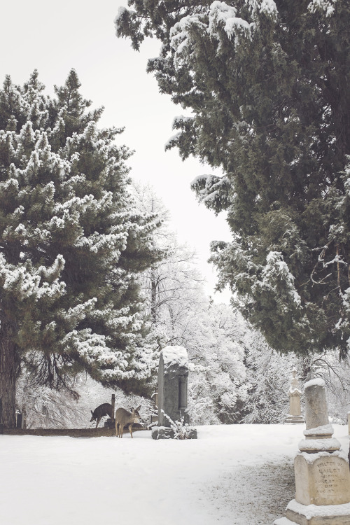 Snowy Mount Olivet Cemetery in Salt Lake City