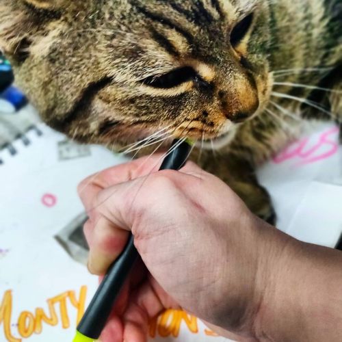 Allow me to assist &hellip; #cutecat #lovemycat #bengal_cats #bengalcatworld #bengal_feature #be