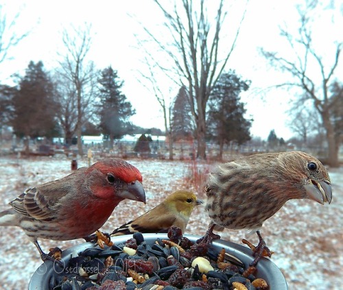 ostdrossel:Forgot the Finch boys :)