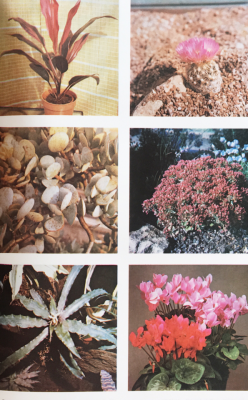 eerin:scans from a plant book i bought from a secondhand bookstore