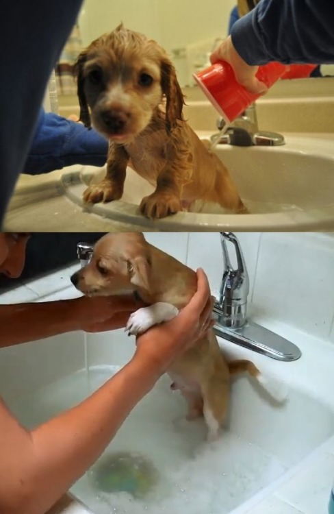effyosocialmedia: wewewe-soexcited: A compilation of puppies first bath photos… how scary it 