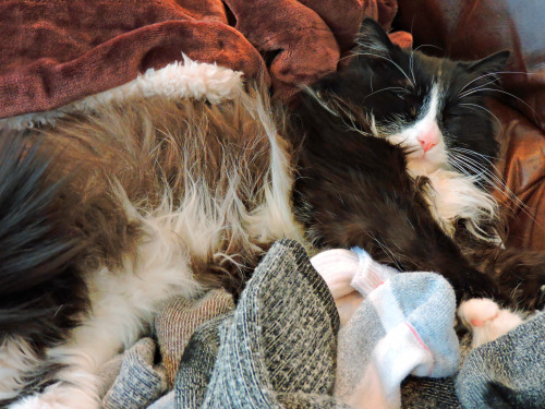 randjphotography: The joy of a warm pile of laundry, January 2016