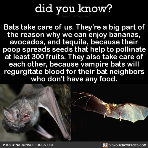 did-you-kno:  Bats take care of us. They’re a big part of the reason why we can