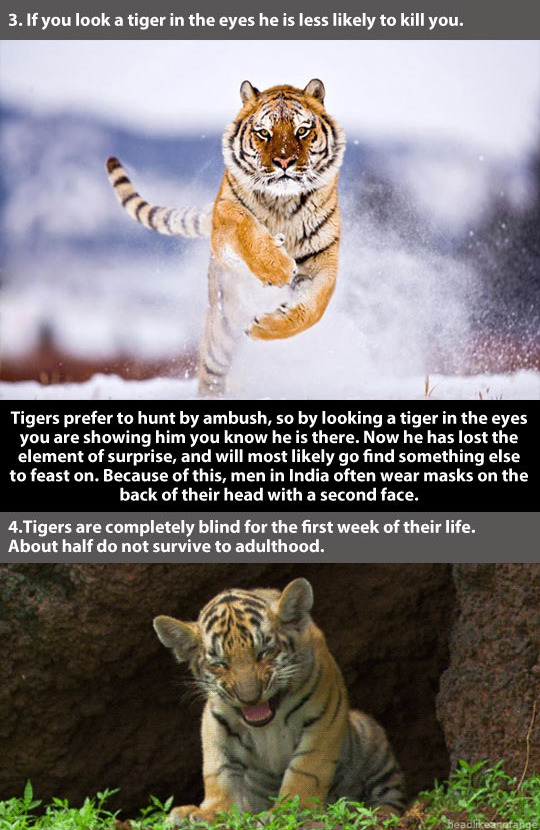 trendingly:  21 Amazing Facts About Tigers click Here to see the rest!   And thats