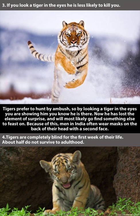 petermorwood:chazzfox: trendingly:  21 Amazing Facts About Tigers Click Here To See Them All!  YES G