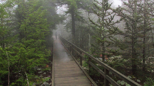 Monongahela National Forest - Highland Scenic Highway (Black Mountain Trail) by Force Majeure Studio