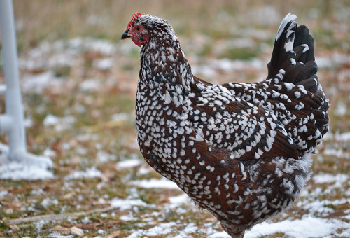 idess: Took some photos of our flock yesterday :3 It was pretty cold so I got a lot of cute fluffed