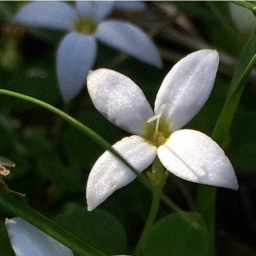 Houstonia procumbens is in the coffee family Rubiaceae. Although plants in this genus are commonly k