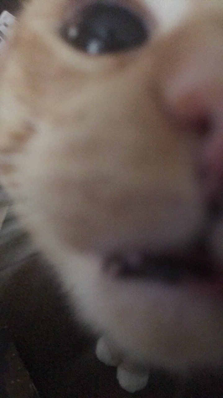 Unflattering Cat Selfies