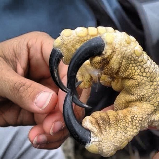 Ever wondered how big an Eagles talon is? Well now you know. #animals #talon #claw
