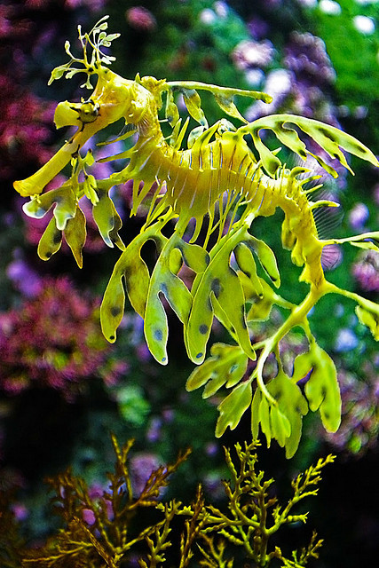 theoceaniswonderful:  Leafy sea dragon by AramWilliam 
