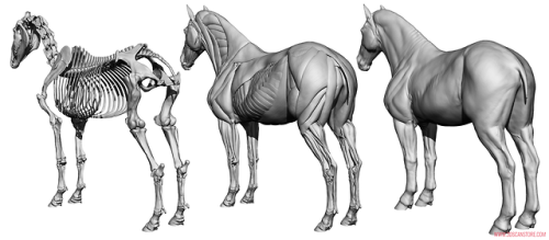 Equine Ecorche Reference Images. Model available to buy here ::  www.3dscanst