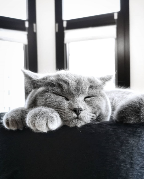 gentle-breeze: favorite-aesthetic: This cat is gorgeous Source Beautiful gray kitty..gorgeous