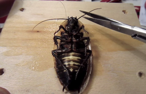 Vídeo: Cuando sepas por qué le cortan las antenas a esta cucaracha fliparás.