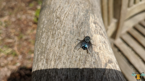 Blue Blowfly - Calliphora vicinaToronto went and had an early day of spring this past weekend with 1