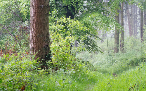 Pant-du woodland, N/Wales, UK, 2018. by Phil Corless