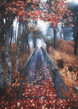 coiour-my-world:forever autumn | https://instarix.com/juusohd
