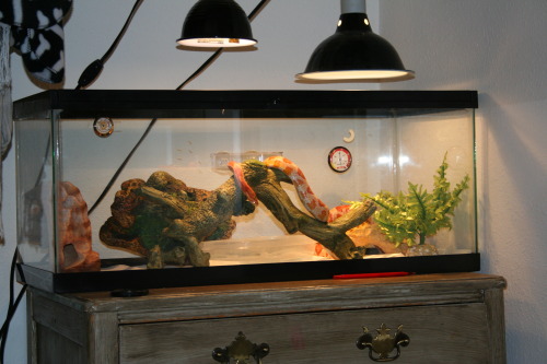 queennavidean: Last snake pic-dump I SWEAR. She seems to really enjoy her new setup. The big stick t