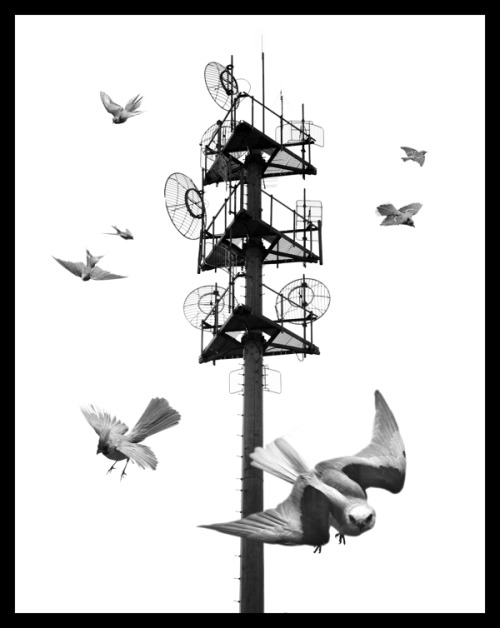 ianbrooks:  Migration by Nick Pedersen It’s really only a matter of time before animals retake the land we stole from them. They’re probably just bidding their time, waiting, and pretending not be capable of organizing and strategizing against us.
