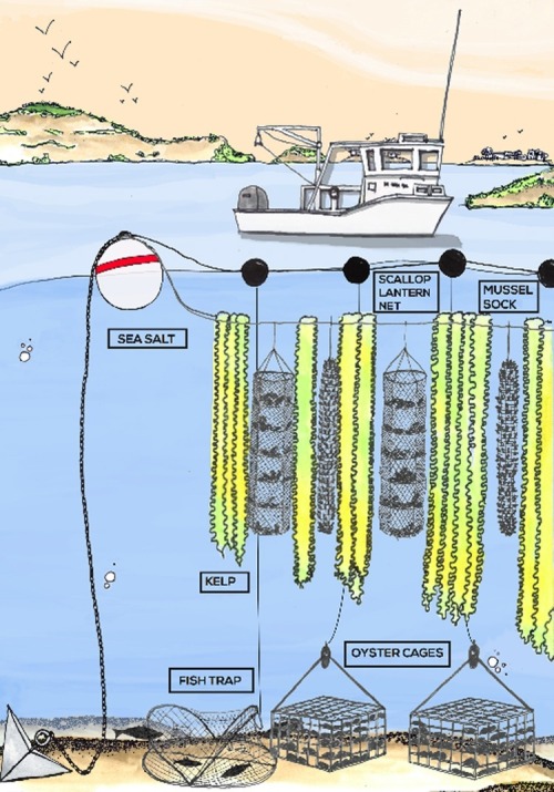 agritecture: Underwater Vertical Seaweed Farm Restores Our Oceans While Providing Food and Fuel Sour