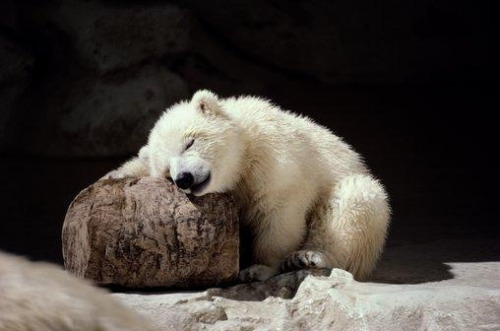 quotes-and-gifs:feeling sad? look at this baby animal blog!