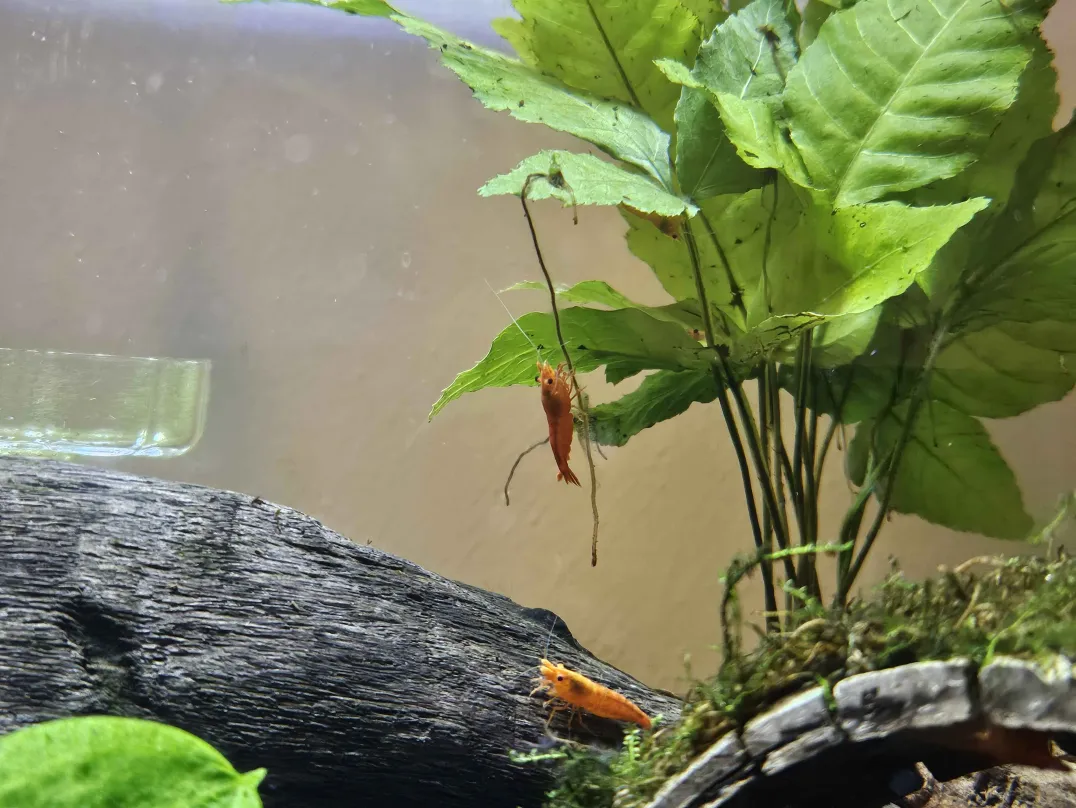 Adventure! A shrimp climbs the long root of an immature El Nino fern.