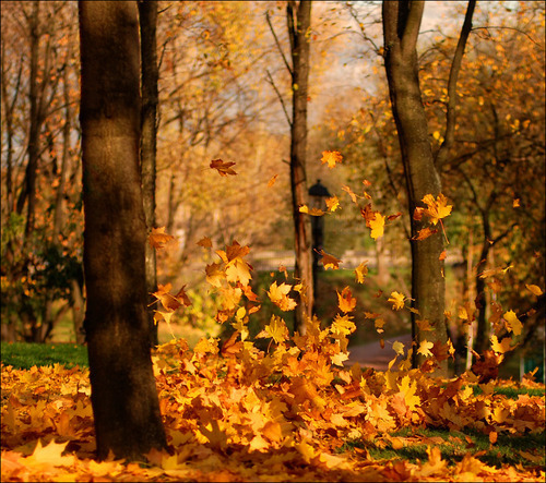 Crunchy Leaves & Apple Trees