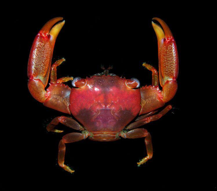 typhlonectes:escuerzoresucitado:CrabsI believe the last one is a squat lobster, but you know, the word crab…￼￼