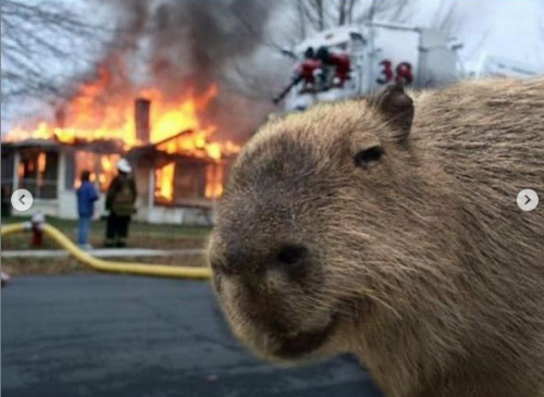 latinashepard: capybaras have been on argentine news lately because they’ve “invaded” a rich private