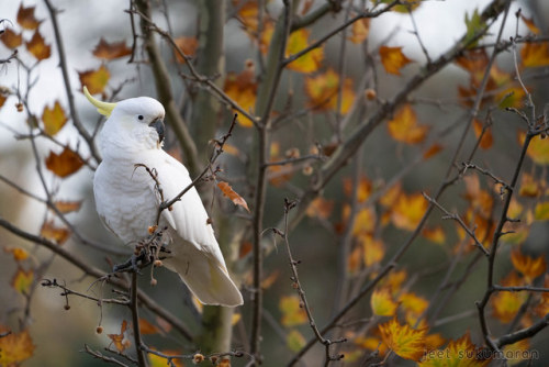  Cacatua sulphurea by Jeet Sukumaran