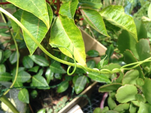 Some shots I took with an iPod touch this afternoon of my porch garden.