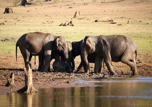 Wild elephants seen on safari in Nagarhole National Park, Kabini, India