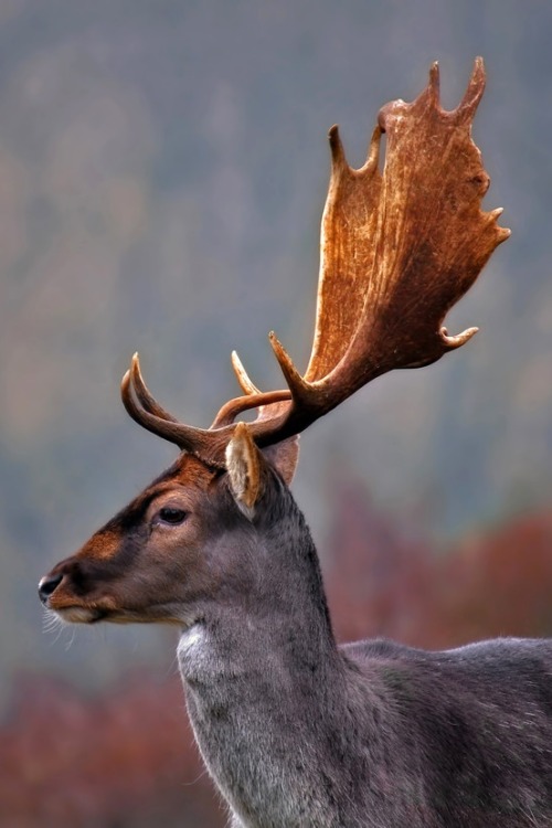 hugging-wildness: Deer | Djurre-boukes