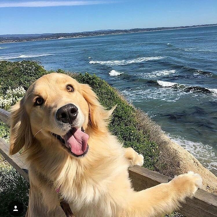humoristics:  I love how excited he looks