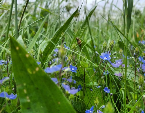 Woodberry downs wildflowers