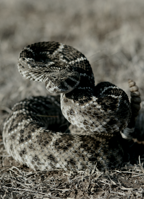 XXX absinthius:  Rattlesnake photo