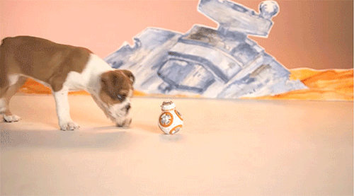 We are so ready for Force Friday!
BB-8 + puppies = the greatest thing ever though, right?
