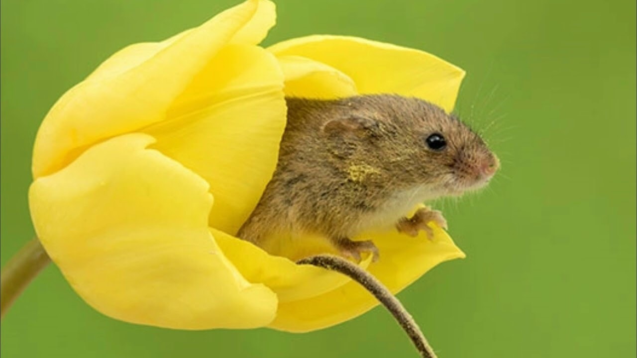 newromaantics:  calliopinot:  newromaantics:  sometimes harvest mice sleep in tulips.