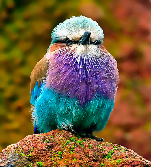 Lilac Breasted Roller ~ by Steve Wilson