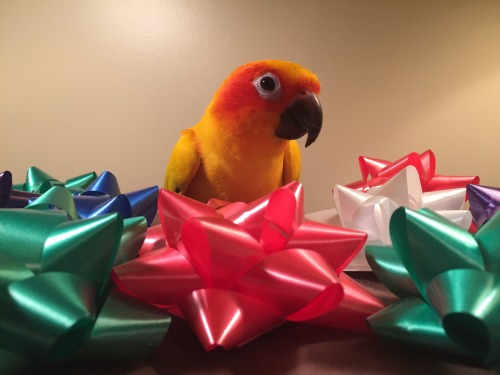 pepperandpals:Here’s a photoset of Mango being confused by bows