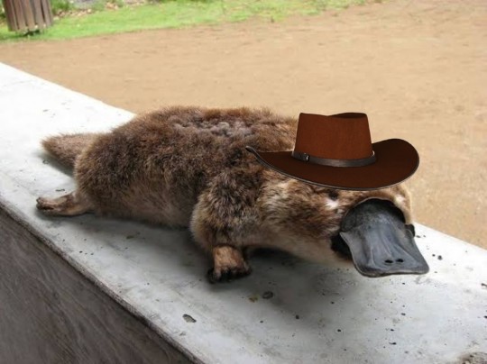 wooluigi: bardstard:   wooluigi:   bardstard:    a platypus?     PERRY THE PLATYPUS?????? 