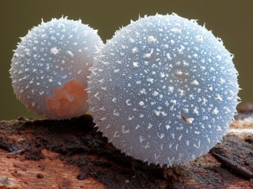 ad-hd-ab:Insane fungi photos by Steve Axford. Rekindling my obsessive love of mushrooms, and reminding me about that mushroom painting I wanted to start for a while. 