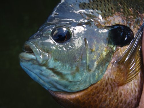 A Fly Fishing Woman