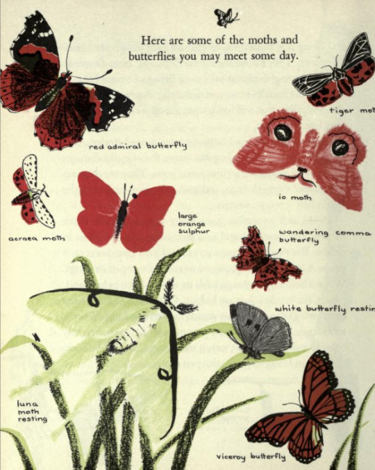 XXX antiqueanimals:The First Book of Bugs. Written photo